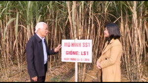 Mô hình giống mía mới của Công ty đường Lam Sơn