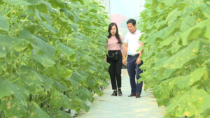 Phóng viên Hương Hạnh tìm hiểu về mô hình dưa vàng